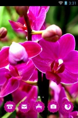 android theme 'Orchid Flower'