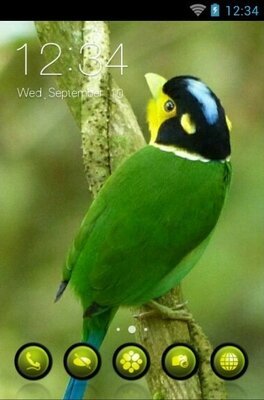 android theme 'Long-Tailed Broadbill'